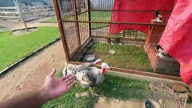 shehar mein dehat ep 49 2024 animal mini zoo Turab K Lye Surprise Gift Mangwa LiaHmare Mini Zoo Main Ostrich Agiya❤️