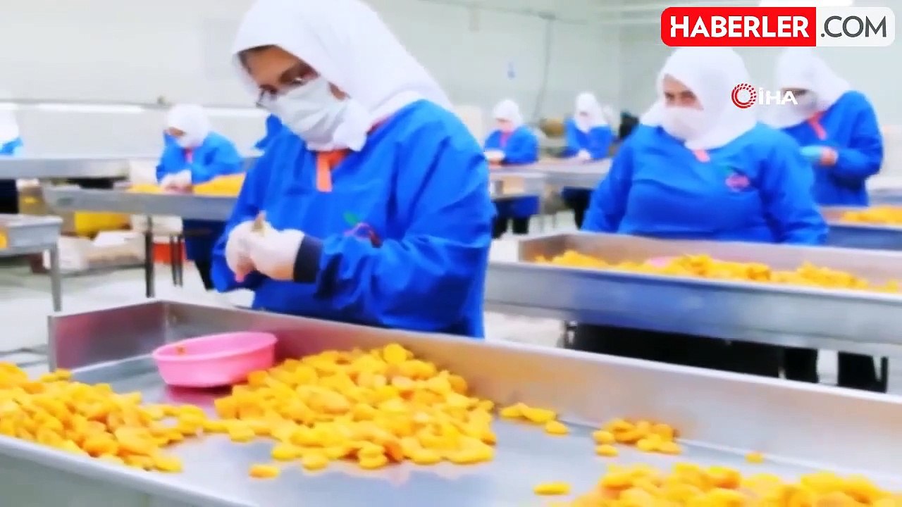 Malatya, Kuru Kayısı ve Çekirdeği İle İhracatta Rekor Kırdı