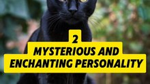 Discover 5 Amazing Facts About Black Cats That Will Captivate You!