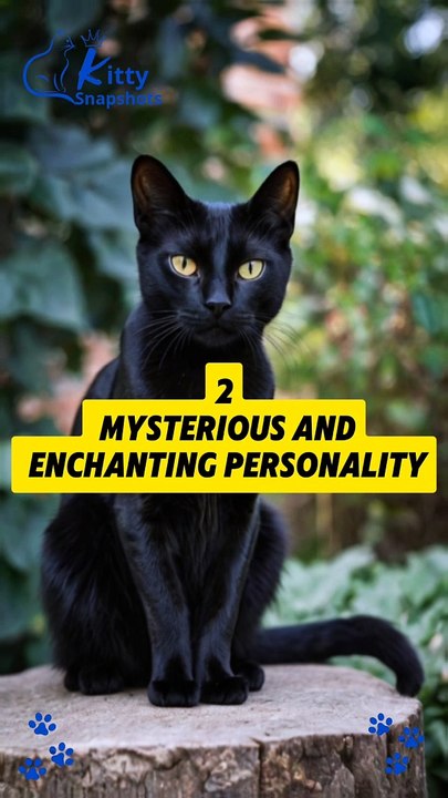 Discover 5 Amazing Facts About Black Cats That Will Captivate You!