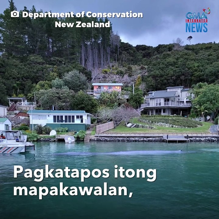 49 feet na balyena, na-trap sa maliit na pantalan | GMA Integrated Newsfeed