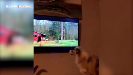 Korkudan yaptığıyla hayrete düşürdü! Kurdun üzerine geldiğini sanan köpek televizyonu kırdı