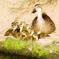 Run away! [Urgent] Baby ducks jump into the water