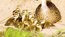 Run away! [Urgent] Baby ducks jump into the water