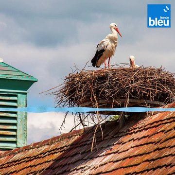 L'accent alsacien : c'est notre charme d'Alsace