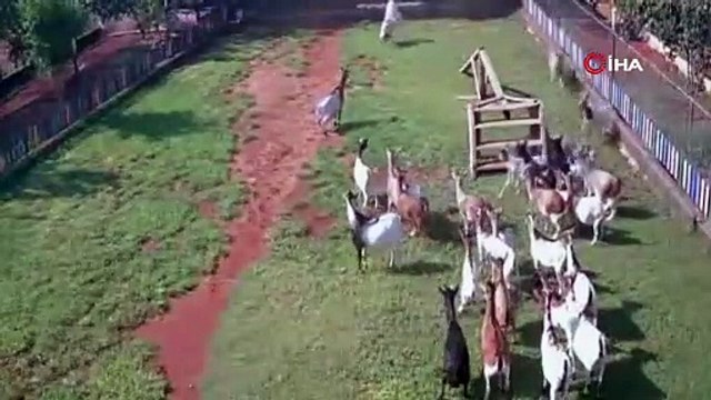 Başına çuval geçen cüce keçi, diğer keçilerin kabusu oldu