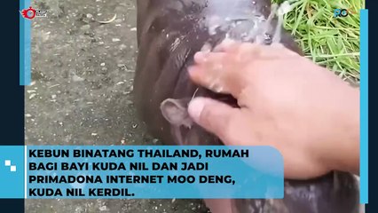 Viral ! Kuda Nil Kerdil Moo Moodeng di Thailand