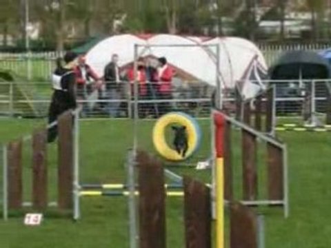 Agility Championnat 2ème degré