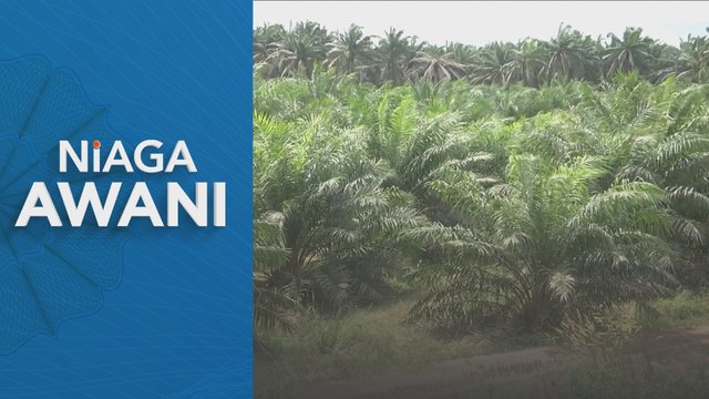 Niaga AWANI: Minyak Sawit: Eksport dijangka terkesan dengan langkah Indonesia, India