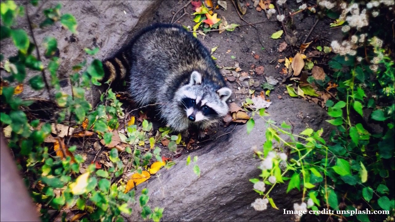 The Vanishing of Alice Van Alstine (Featuring Brooke Makenna)