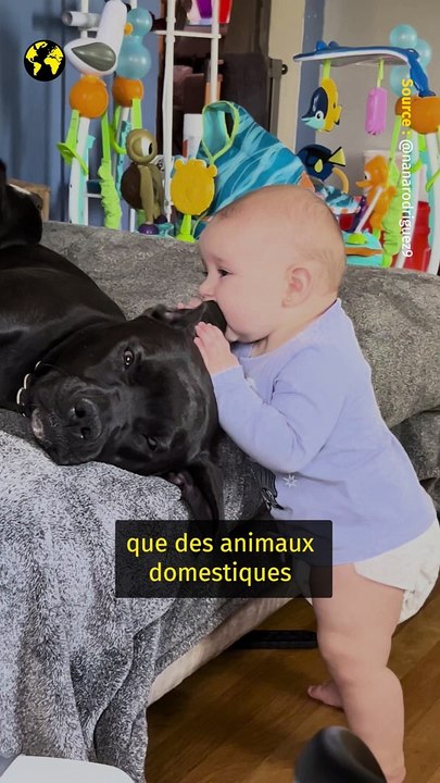 Présidentielles américaines : Donald Trump et le racisme anti-Haïtiens.