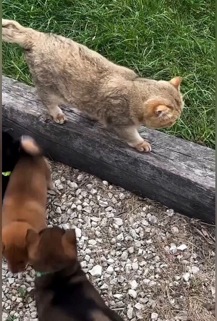 ⁣Funniest Animals | funny Animal