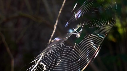 big_wigru_banner3-hd_1920_1080_25fps