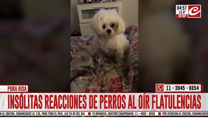 Mascotas reaccionan a los peditos de sus dueños y el video se hace viral