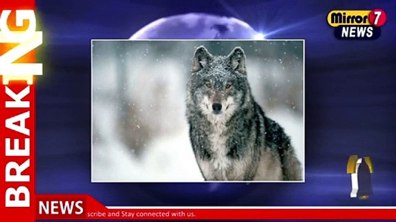 Schoolboy in Scotland Allowed to Identify as a Wolf Sparks Debate
