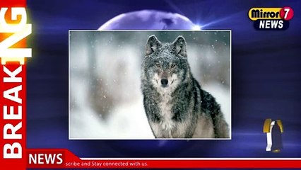 Schoolboy in Scotland Allowed to Identify as a Wolf Sparks Debate