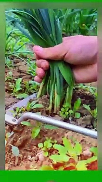 Satisfy video