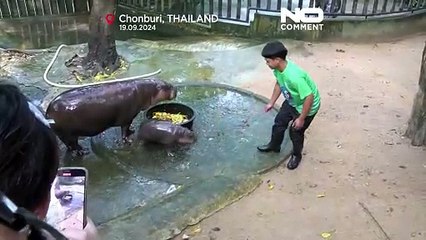 اسب آبی کوچکی که در تایلند به شهرت جهانی رسیده؛ مردم برای دیدن «مو دنگ» صف می‌کشند