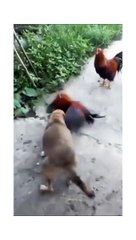 Cute And Funny Pets _ Try Not To Laugh Pets Compilation comedy funny funniest