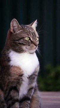 pets besides cats, here are some wonderful ideas, each with their own unique charm: