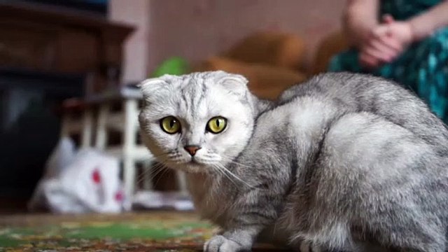 Dogs: Loyal and affectionate, dogs are great companions. Breeds like Golden Retrievers, Beagles, and Poodles are popular for families.