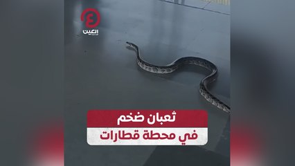 ثعبان ضخم في محطة قطارات