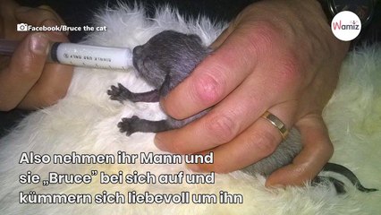 Frau findet ein Kätzchen auf der Straße: Es hat ein Geheimnis an seinem Bauch!