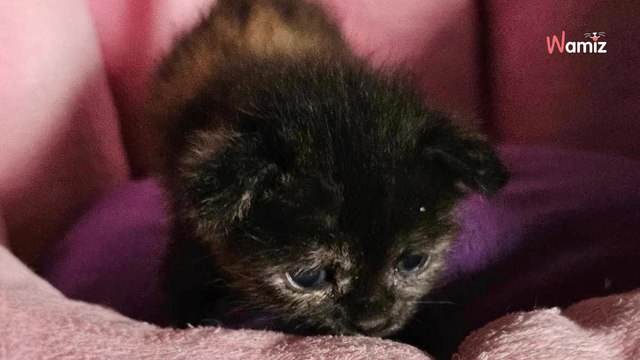 Saône-et-Loire : un chaton découvert dans un sac rempli d'eau dans un conteneur à ordures