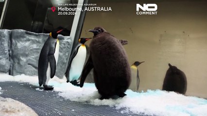 WATCH: Pesto the giant penguin steals hearts at Melbourne Aquarium