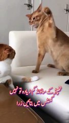 Cat fight So funny cat fighting video