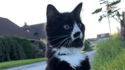 Ce chat rencontre les nouveaux voisins pour la première fois : sa réaction est à hurler de rire (vidéo)