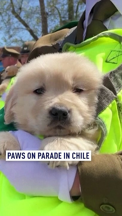 Paws on parade in Chile