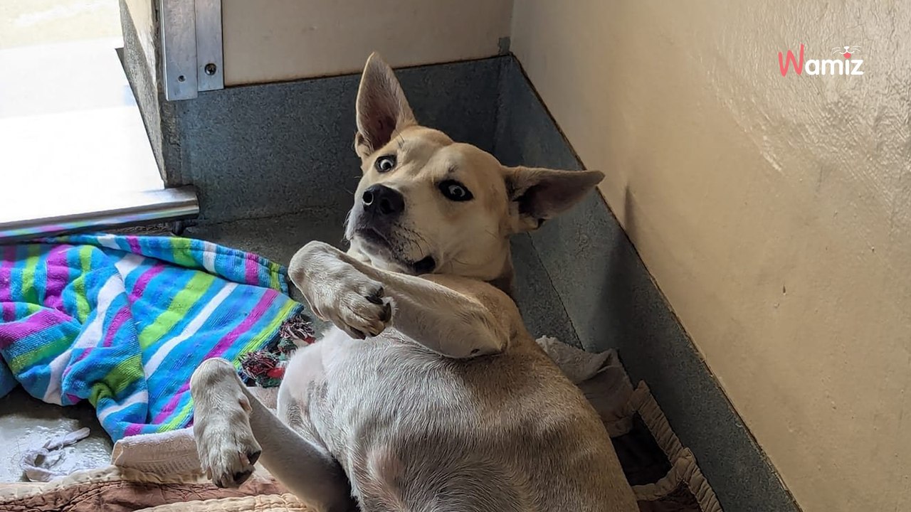 Les soignants donnent un oreiller au chien : jamais ils n’auraient pu deviner ce qui allait se passer…