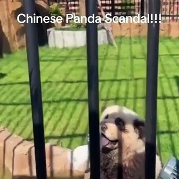 Zoológico admite ter pintado cachorros para parecerem com pandas na China