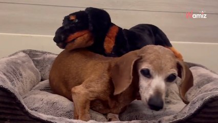 Une chienne de 17 ans arrive en refuge et perd son meilleur ami : l'association a une idée pour la réconforter (vidéo)