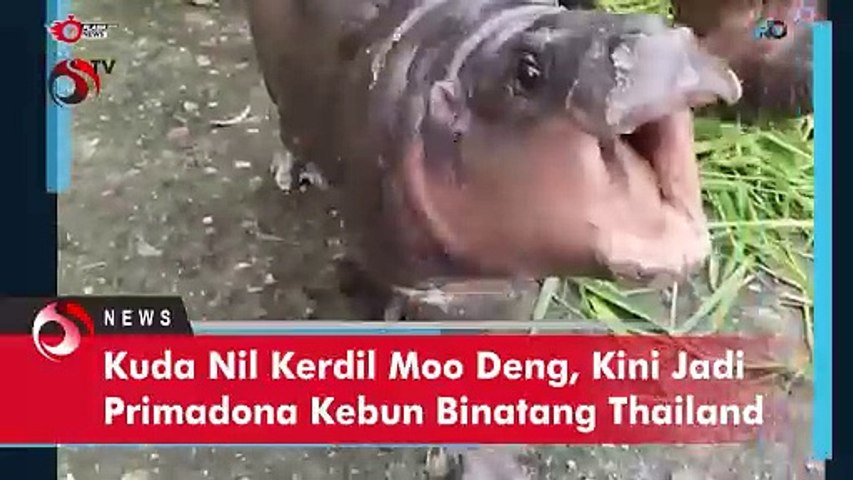 Kuda Nil Kerdil Moo Deng, Kini Jadi Primadona Kebun Binatang Thailand