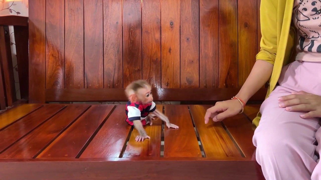 Cute Baby Monkey Playing | Adorable Baby Monkey Video 2024