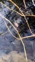 A Headless Fish casually swimming around in the La