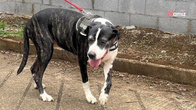 Trouvée à l'agonie à côté d'une voiture, cette chienne s'est battue pour sa vie et espère trouver sa famille