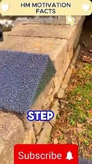 The journey of a thousand miles begins with one step #dalimotionvideo #motivation #viralvideo