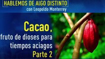 Hablemos de algo distinto: Cacao, fruto de los dioses para tiempos aciagos Parte 2