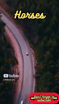 Animal Facts Horses #shorts