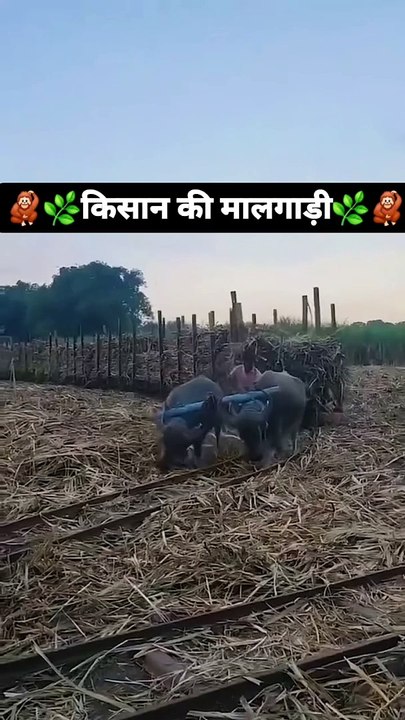 Kisan ke malgadi #malgadi #new #today #viral #trending #kisan #viralreels #trendingreels #videos #reels #reel #real #latest #jaat #agriculture #gurjar #village #villagelife #desi #gaon #villagerking #khetibadi