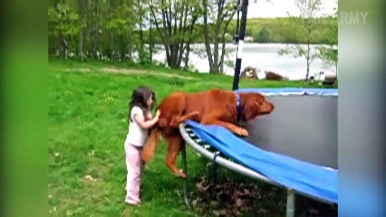 _Try Not To Laugh Challenge_ Funny Dogs Fail Compilation _ FailArmy