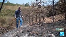 Incendios forestales y sequía extrema amenazan los cultivos de café de Brasil