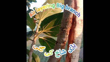 Big Branch air layering بڑی شاخکی گٹی کا طریقہ