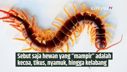 Cara Cepat Usir Kelabang yang Masuk Rumah | SINAU