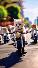 Cat  racing a bike 