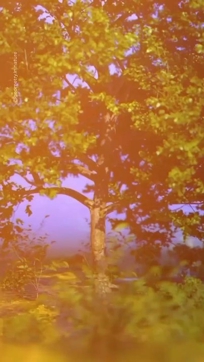 Abonne-toi pour suivre d’autres histoires sur l’environnement !     @theimpactstory   Source : geometry.in.nature #arbre #nature #foret #environnement #cultureg