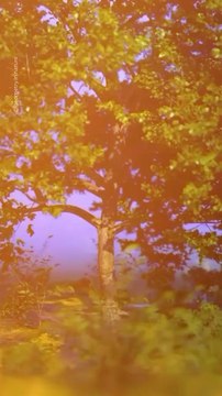 Abonne-toi pour suivre d’autres histoires sur l’environnement ! @theimpactstory Source : geometry.in.nature #arbre #nature #foret #environnement #cultureg